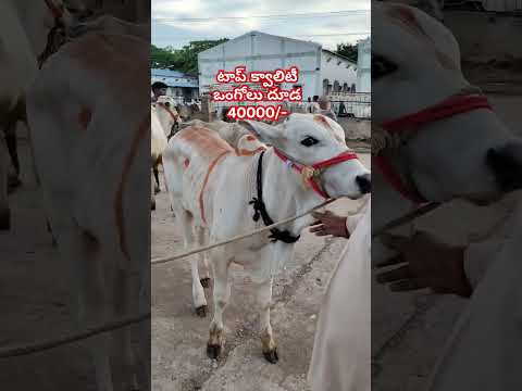 top quality ongole