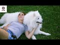10 surprising facts you did not know about the samoyed dog の動画、YouTube動画。