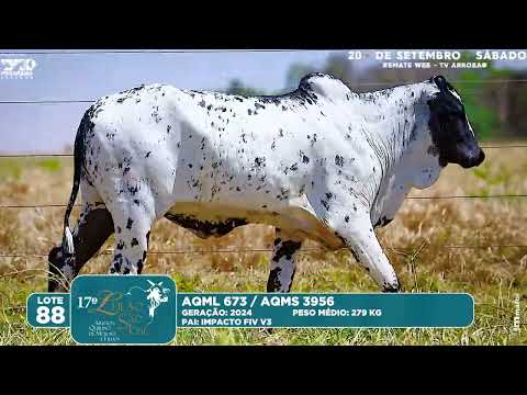 LOTE 88   AQML 673  AQMS 3956