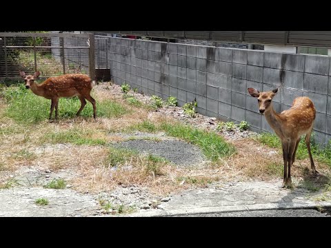 No 60 糸 歌好きUP