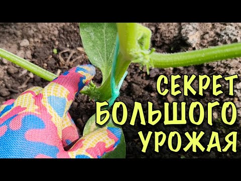 ОСЛЕПИТЕ ЛИШНЕЕ! Как ПРАВИЛЬНО формировать ОГУРЦЫ в ТЕПЛИЦЕ. ХИТРОСТЬ для БОЛЬШОГО УРОЖАЯ