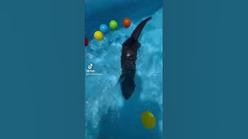 Cara latih otter/berangberang berenang #otter #berangberang #cute #edukasi #viral #terbaru