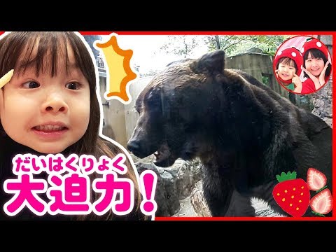 こはるちゃん、大きなくまさんにびっくり！　人間っぽいゴリラもいたよ♡　上野動物園にお出かけ　3歳