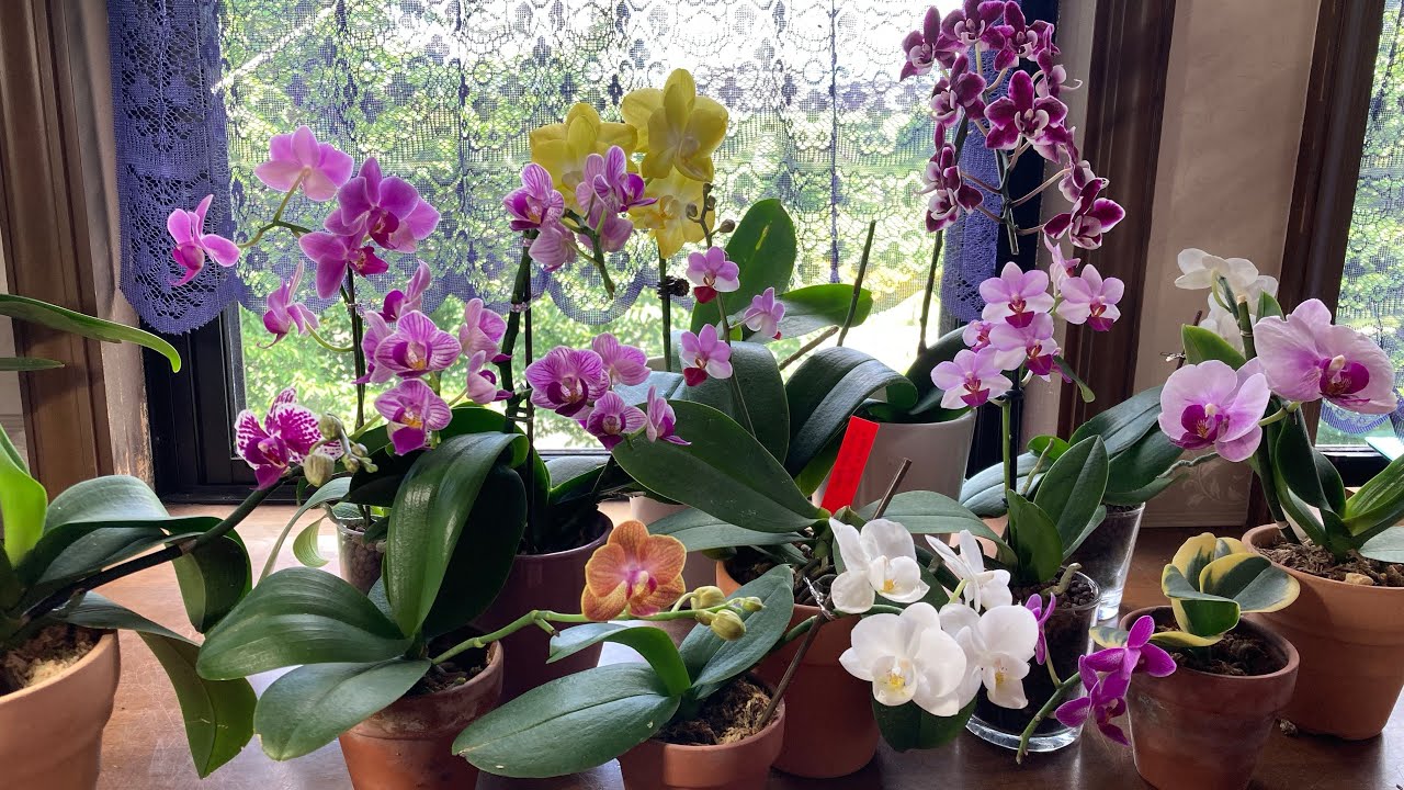 胡蝶蘭40 小さな胡蝶蘭のご紹介🌸1年間ありがとう💕バーク植えにしたい❣️