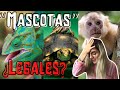 ¿Es LEGAL tener ESPECIES EXÓTICAS en casa? 😱🐢🦁 | Pregúntale al biólogo