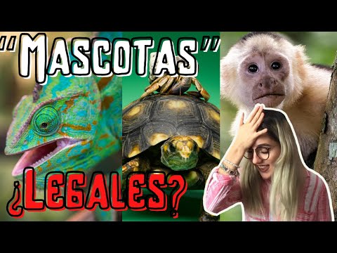 ¿Es LEGAL tener ESPECIES EXÓTICAS en casa? 😱🐢🦁 | Pregúntale al biólogo