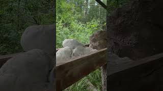 24-июня🦌лосинная кормушка🍌