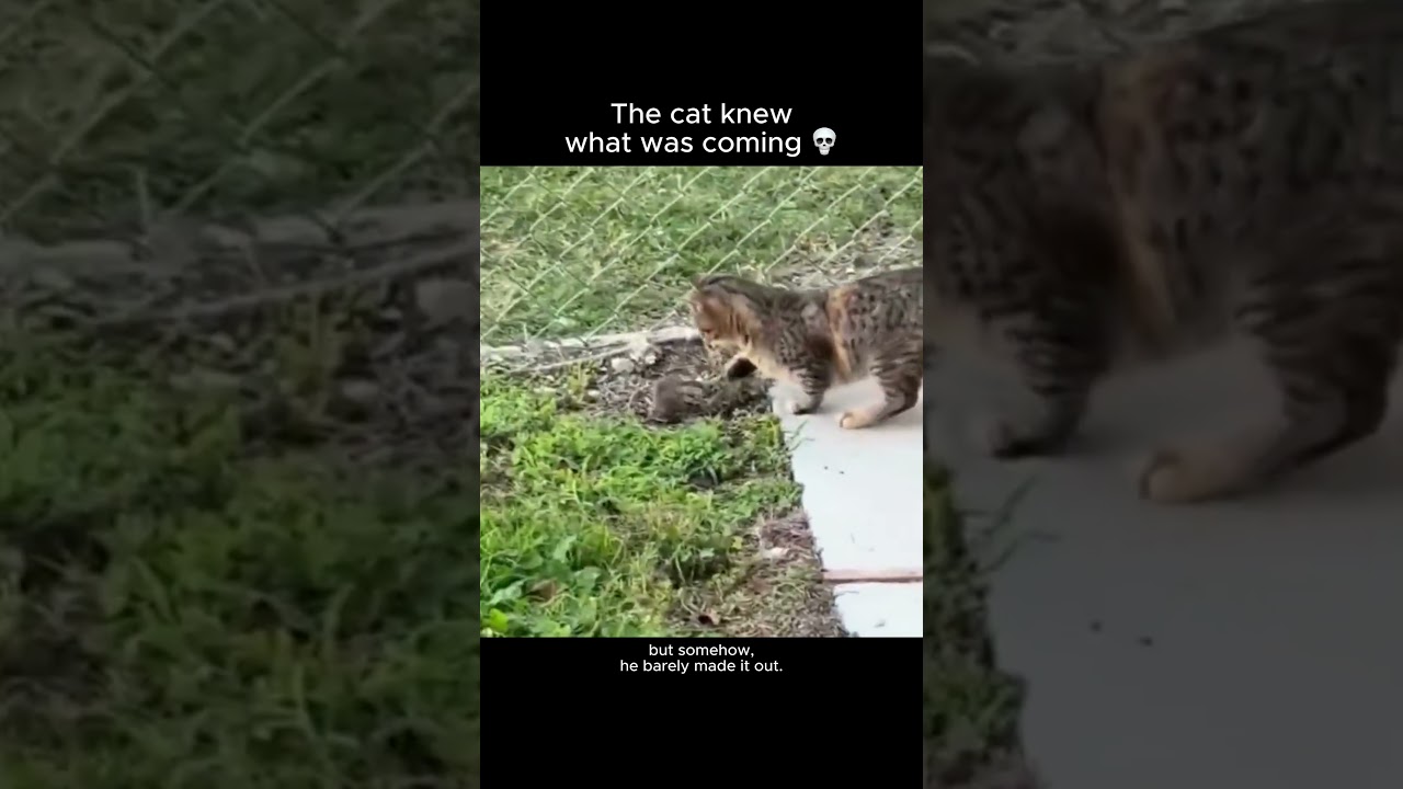 The cat knew what was coming 💀
