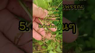 5 ประโยชน์ของใบบัวบก ที่คุณอาจจะยังไม่รู้ #farming #garden #ใบบัวบก