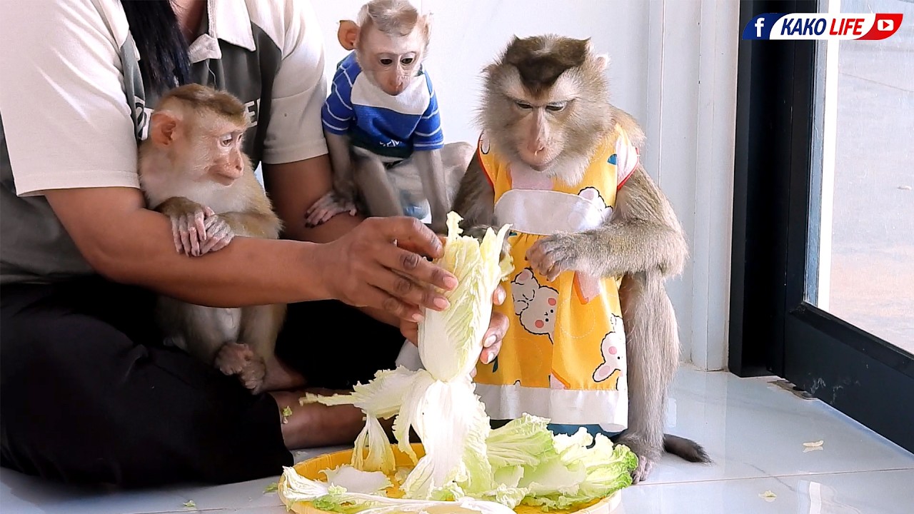Baby Luka Family Eating Green Cabbage Together