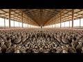 🐦Inside Quail Farming Revolution – Tiny Birds, Massive Profit in High-Demand Agriculture 🌾💰 | Part 1