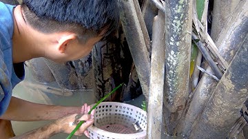Đi Chọt cá bống dừa ở miền tây - Cái nghề đã nuôi lớn tụi tui | Góc Miền Tây - Tập 189