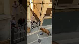 Toro capón se escapa en Ablitas (Navarra)!!#vacas #navarra #encierros