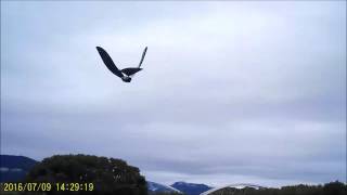 bionic bird the flying app 4