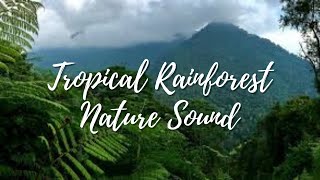 Waterfall Jungle Sounds | Relaxing Tropical Rainforest Nature Sound | Singing Birds Ambience | Relax screenshot 3