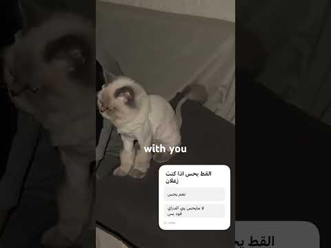 صدقني يوم اقولك ان القطط يحسون بمشاعرك اذا كنت زعلان غاضب فرحان