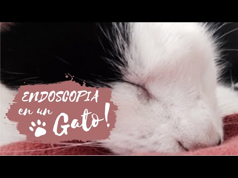 Video: Agrandamiento Del Esófago En Los Gatos