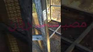 كيفية صيد الغراب