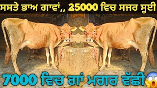 ਸਸਤੇ ਭਾਅ 3 ਗਾਵਾਂ ਵੀਕਾਓ। cows for sale/vadiya farm/25-11-25