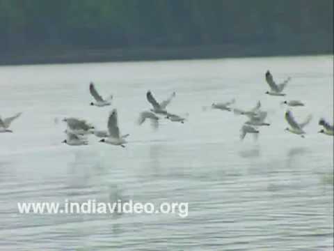 Kadalundi Bird Sanctuary video