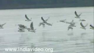 Kadalundi bird sanctuary Kozhikode