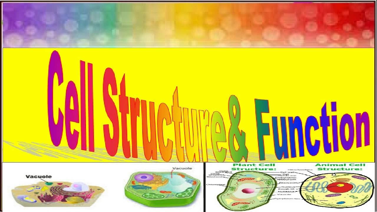 Cell structure and function - YouTube