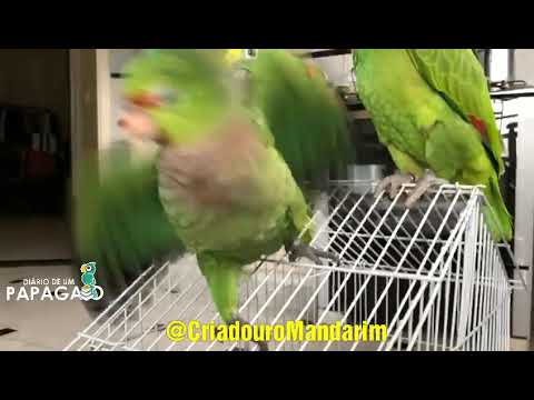 Vídeo: Como Escolher Um Papagaio