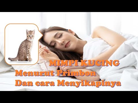 MIMPI KUCING (Menurut Primbon & Cara Menyikapinya)