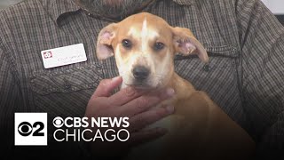 Sweet Buttercup sits in the Pet Rescue Spotlight