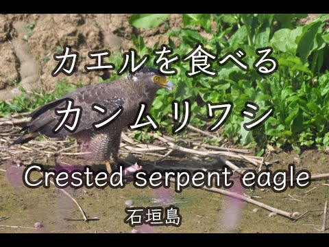 【捕食】カンムリワシ Crested serpent eagle 野鳥撮影＆野鳥観察