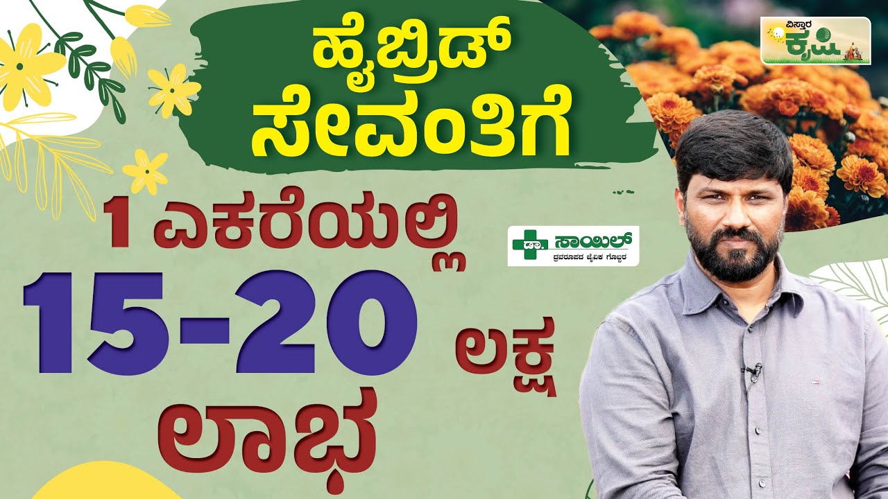 ಹೈಬ್ರಿಡ್ ಸೇವಂತಿಗೆ 1 ಎಕರೆಯಲ್ಲಿ 15-20 ಲಕ್ಷ ಲಾಭ | Hybrid Chrysanthemum farming Kannada |Vistara Krishi