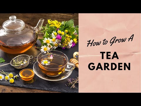 Vídeo: Tea Garden Design - Aprenda a fazer jardins de chá