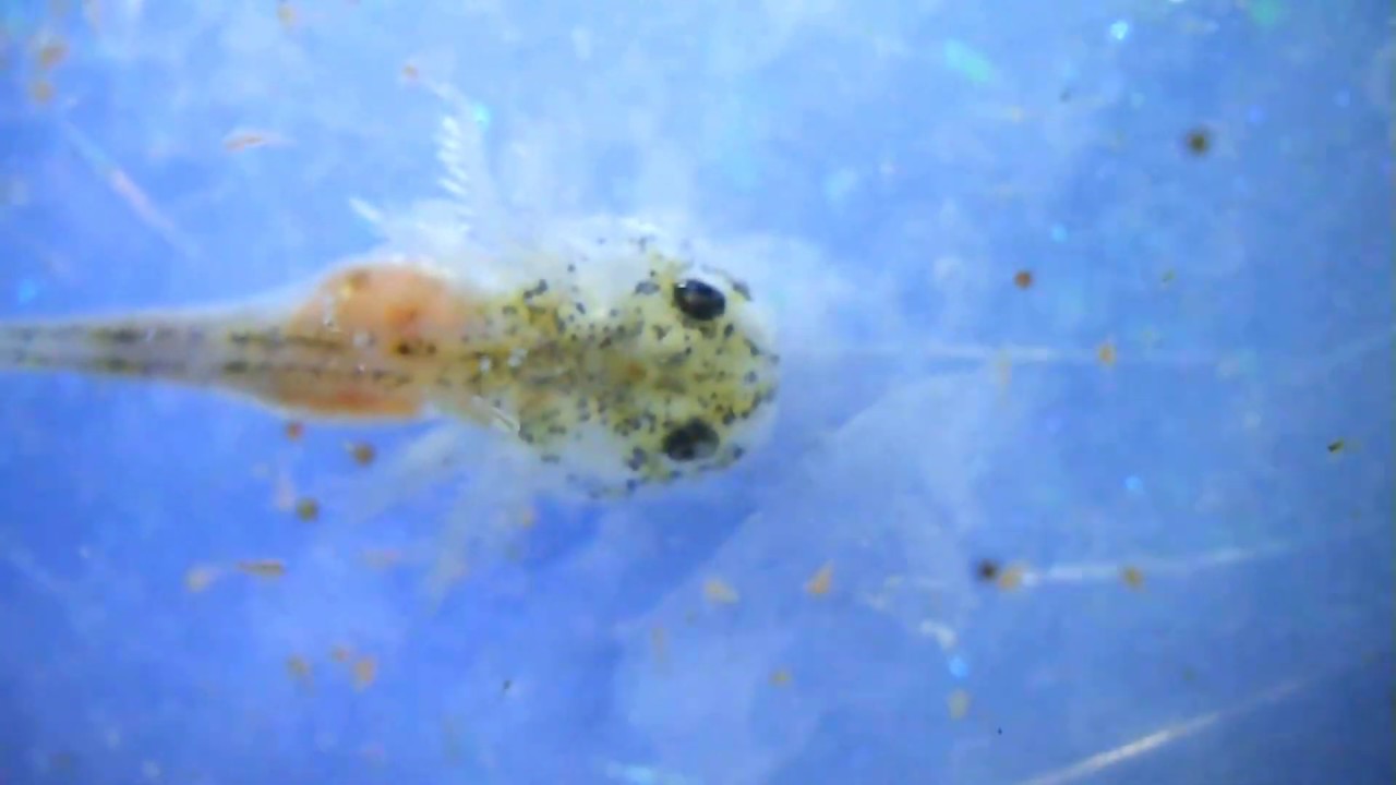 Feeding the Baby Axolotls freshly hatched Brine Shrimp and