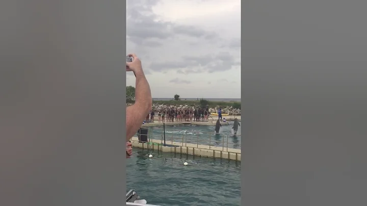 Dolphin tricks - resort in Ocho Rios Jamaica