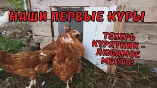 видео: ЭТОТ ДЕНЬ НАСТАЛ | КУПИЛ СТАРЫЙ ДОМ | Наши первые КУРЫ  #этотденьнастал #купилстарыйдом #куры картинка: ЭТОТ ДЕНЬ НАСТАЛ | КУПИЛ СТАРЫЙ ДОМ | Наши первые КУРЫ  #этотденьнастал #купилстарыйдом #куры