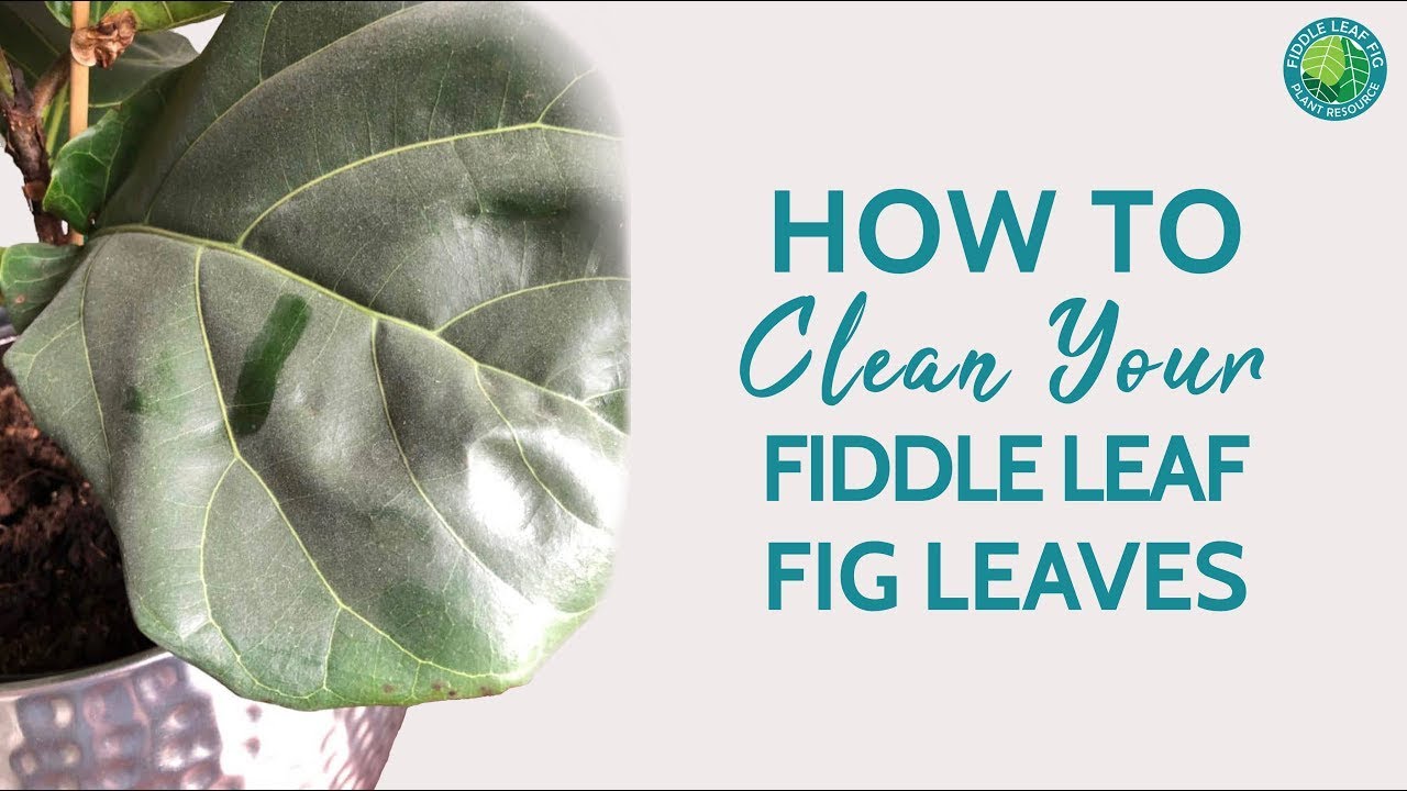 How To Clean Dusty Leaves On A Fiddle Leaf Fig Tree | Fiddle Leaf Fig Plant Resource Center