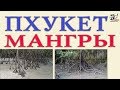 Мангры. Таиланд. Вечнозелёные ходячие деревья. Рассказ о диковинке.