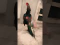 top quality aseel murga #aseelmurga #birds #rooster #pets #shorts