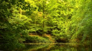 🌳 Relaxing Nature Sounds For Stress Relief, Bird Song, Forest Sounds