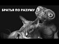 БРАТЬЯ ПО РАЗУМУ: Удивительные животные!