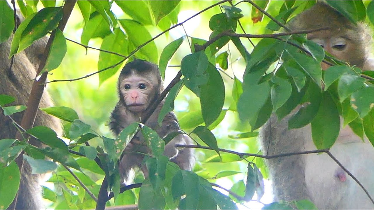 Wow! Shocking again - Monkey Tara release baby monkey Tia on the branch climbing alone