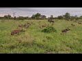 African Wild Dogs vs Spotted Hyenas at Simbavati