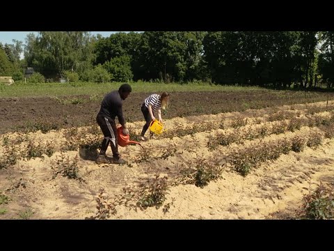 Video: Батирдеги жана жаныбарлардагы бүргөлөрдөн кантип арылууга болот