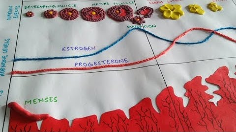 #Model of Menstrual Cycle|| for class 12|| Biology model||