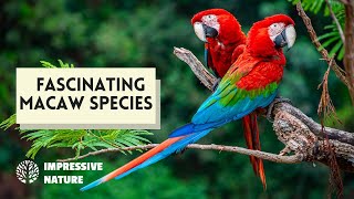 These Macaw Species Are Fascinating!