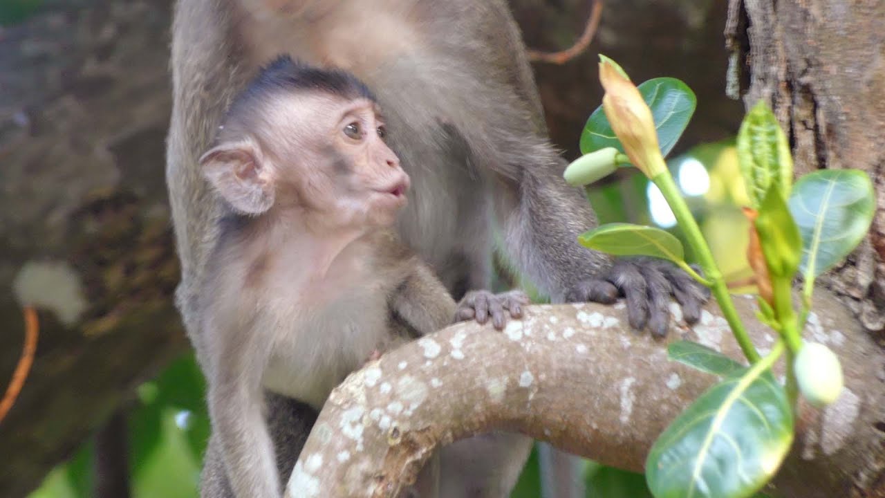  Abandoned  Baby  Monkey  Lost MOM Cry Out Loud Very Pity 