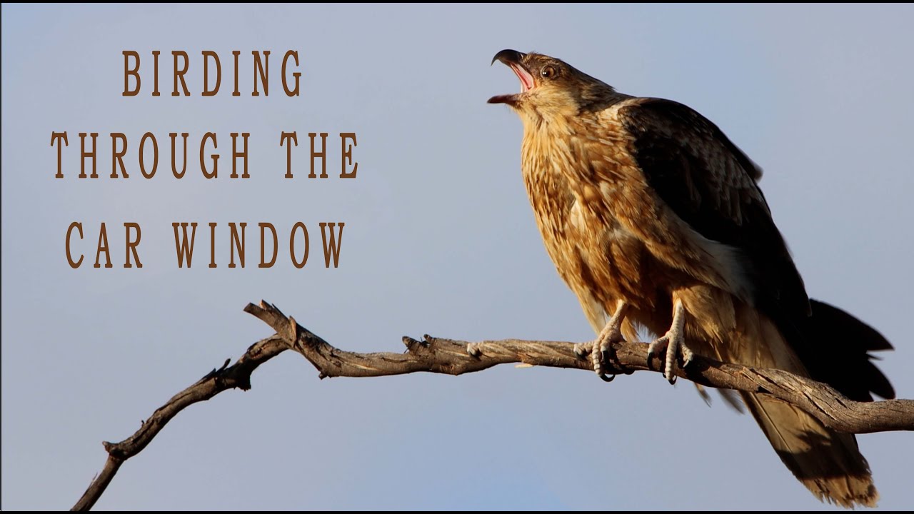 Amazing South Australian birding, and I didn't even have to leave the car.