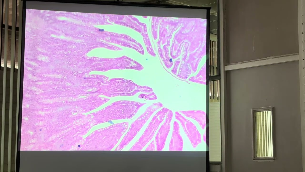 Lab 5 - HE2 17/02/26