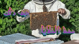 كيف تقوم بضغط الخلية لتخفيف العبئ عن النحل تربية النحل الجزء الاول