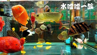 1120929 水噹噹一族